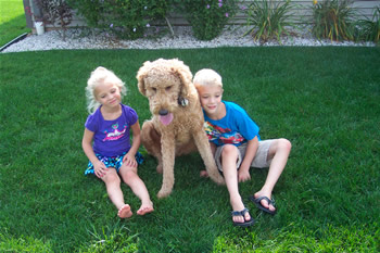 Goldendoodle